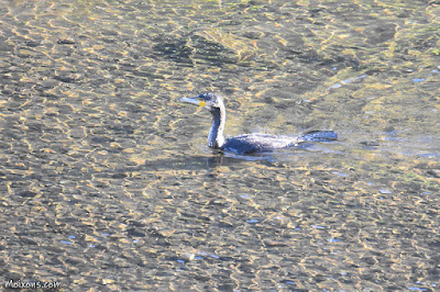 Corb marí gros (Phalacrocorax carbo)