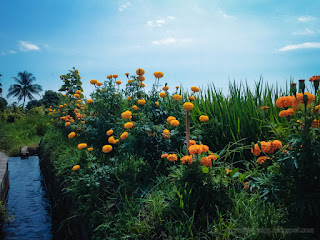 Beautiful Marigold Plant Flowers On The Edge Of The Rice Field And Irrigation Channel Ringdikit North Bali Indonesia