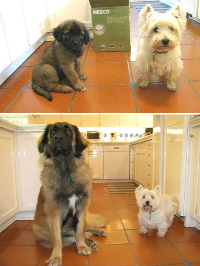 #5 Pups Then And Now. I Forgot To Water The Other One - 15 Before & After Pics Of Animals Growing Up Together #5 Pups Then And Now. I Forgot To Water The Other One - 15 Before & After Pics Of Animals Growing Up Together