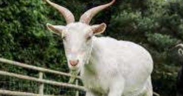 15 Arti Mimpi Melihat Kambing Masuk Ke Rumah Menurut Islam Dan Primbon Jawa Lepank 15 Arti Mimpi Melihat Kambing Masuk Ke Rumah Menurut Islam Dan Primbon Jawa Lepank