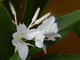 white butterfly ginger lily