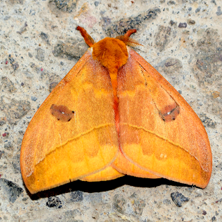 Yellow Moth in Costa Rica