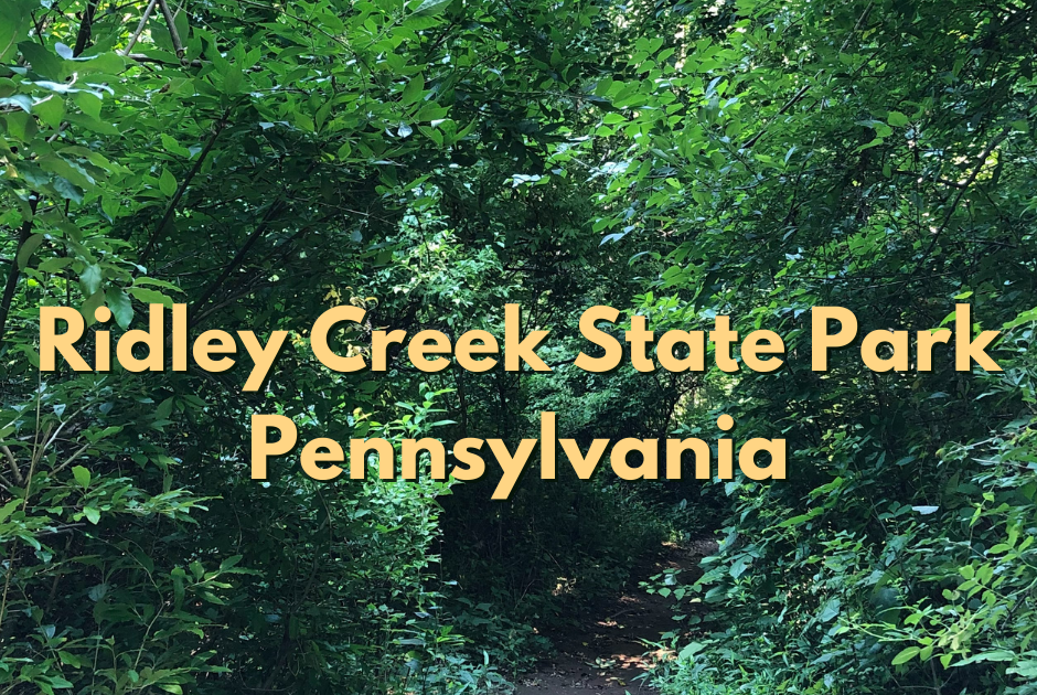 A Little Time and a Keyboard Trekking Through the Dense Forest