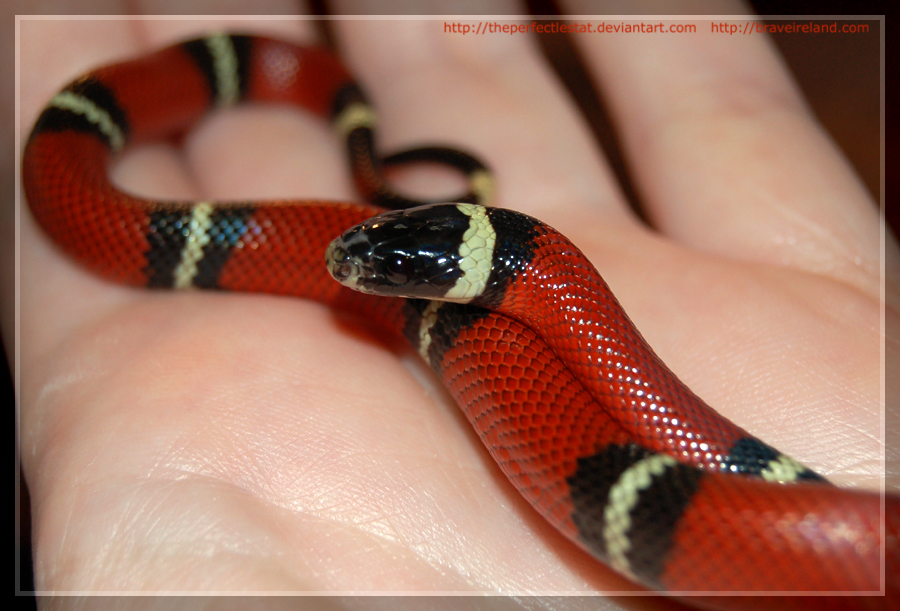 Our Beautiful World Beautiful red snakes