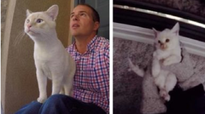 They Spot A ‘Lifeless’ Kitten Frozen To The Ground. Then They Bring Him Back To Life!