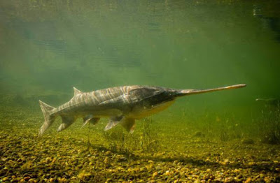Paddlefish - Animals Letter P Paddlefish - Animals Letter P