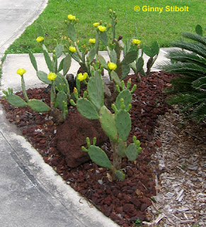 Rock-Scaping in Florida: Eine gute Idee oder nicht?  