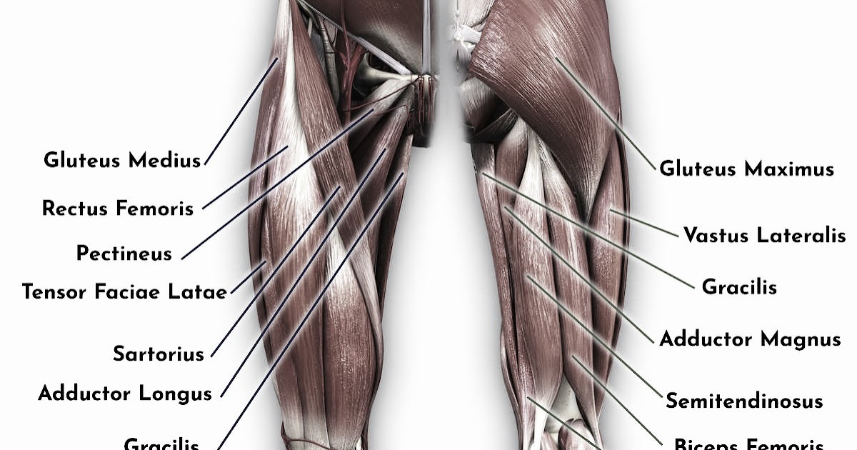 Active Knee stabilizers