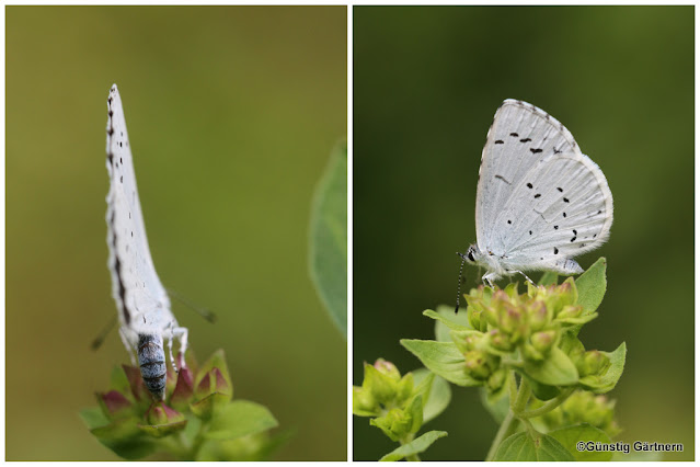 Katzenjens Technik Blog Ip Uberwachungscam In Billig Und