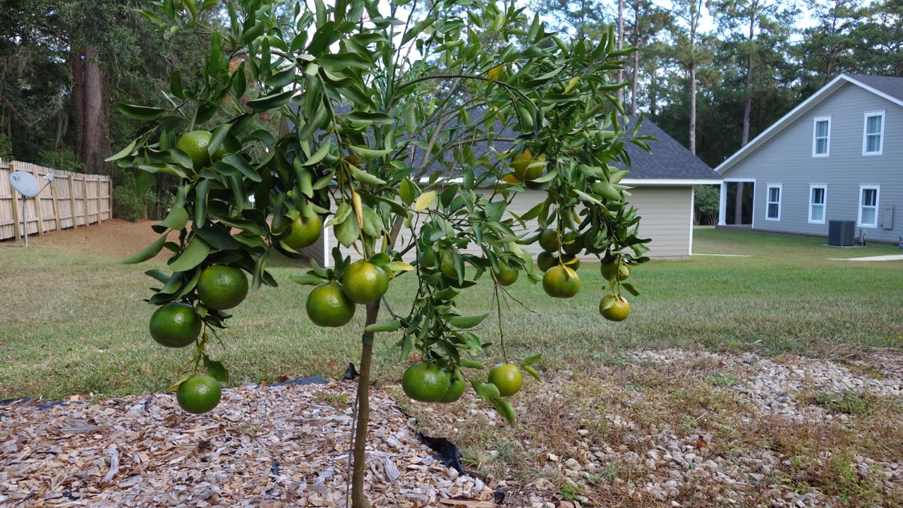 Florida Coalcracker Chronicles Life Among The Citrus Trees in Florida
