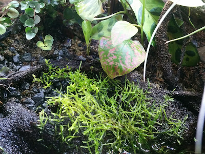 Java Moss growing on land - Paludarium Plants