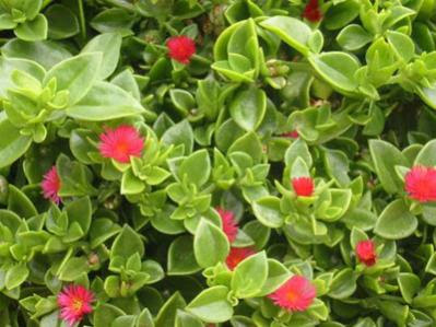 Buz çiçeği (Aptenia cordifolia) 3