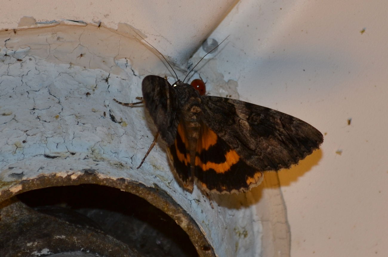 Woods Walks and Wildlife A Moth With Hidden Colors