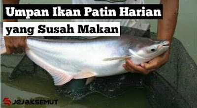 umpan ikan patin harian susah makan