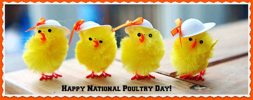 National Poultry Day Wishes Photos National Poultry Day Wishes Photos