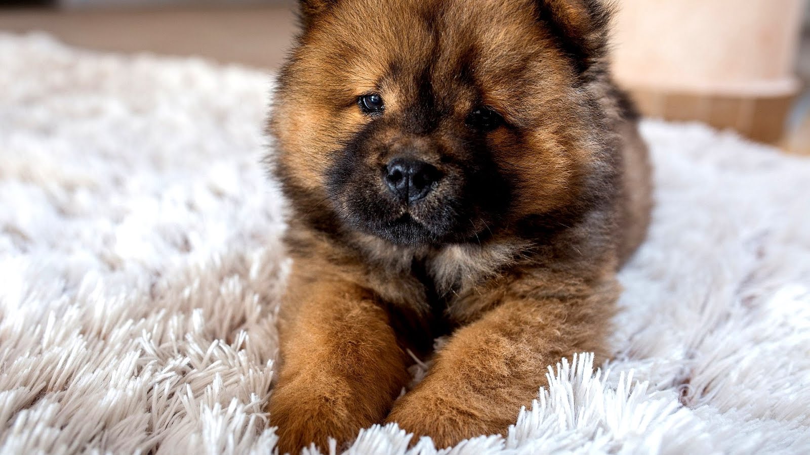 Cute Puppy Breeds That Stay Small Cute Choices