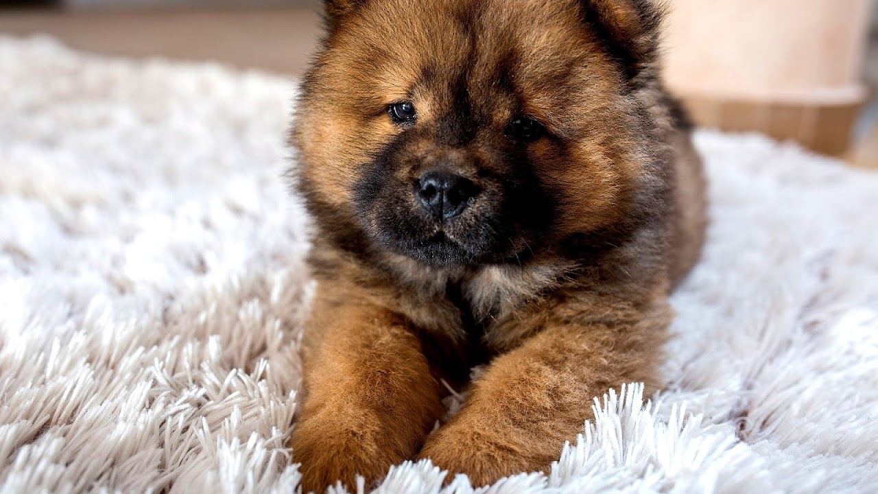 Cute Puppy Breeds That Stay Small Cute Choices