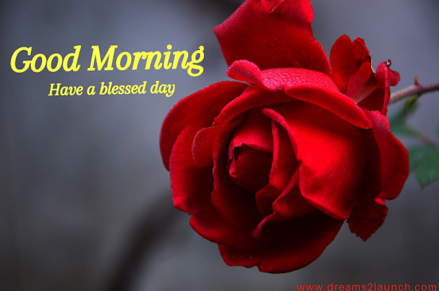 good morning red rose