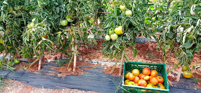 Cosecha de tomates en el huerto familiar.