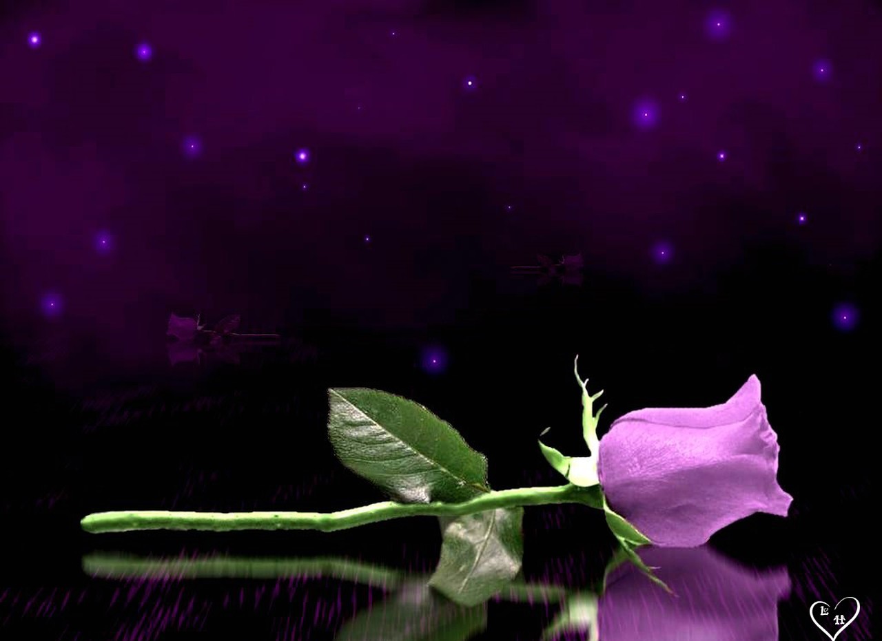 Розы спи любимая. Доброй ночи картинки. Спокойной ночи цветы. Цветы ночью. Доброй ночи фиолетовый цвет.