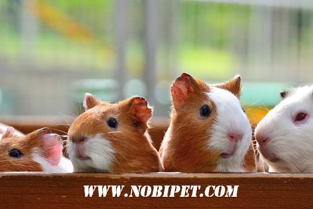 Trang trại Bán Sỉ Bọ Ú – Guinea Pig - Chuột Lang trang-trai-ban-si-bo-u-guinea-pig-chuot-lang-gia-re