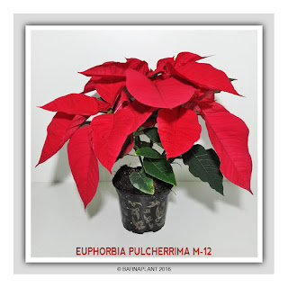 Euphorbia-Pulcherrima-M12