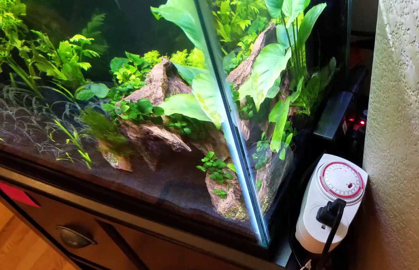 A GAMER'S WIFE 5 Things You Need to Know About Planted Aquarium Lighting