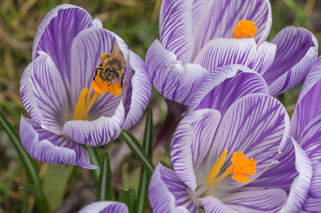 Flor de crocus