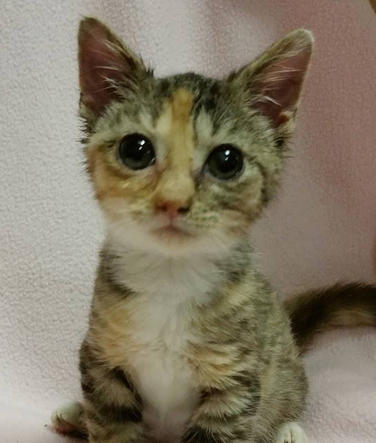 2-Day-Old Micro Kitten Was Found Locked In A Cold Cage Waiting To Die