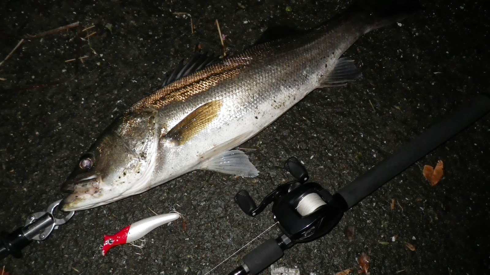 ゼナック　グランツ70-3X ゼナック グランツ70-3X 【公式通販】