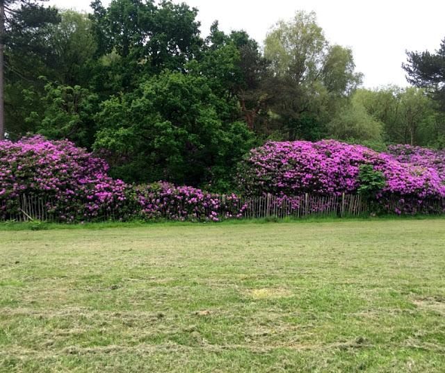 flowers-wollaton-park