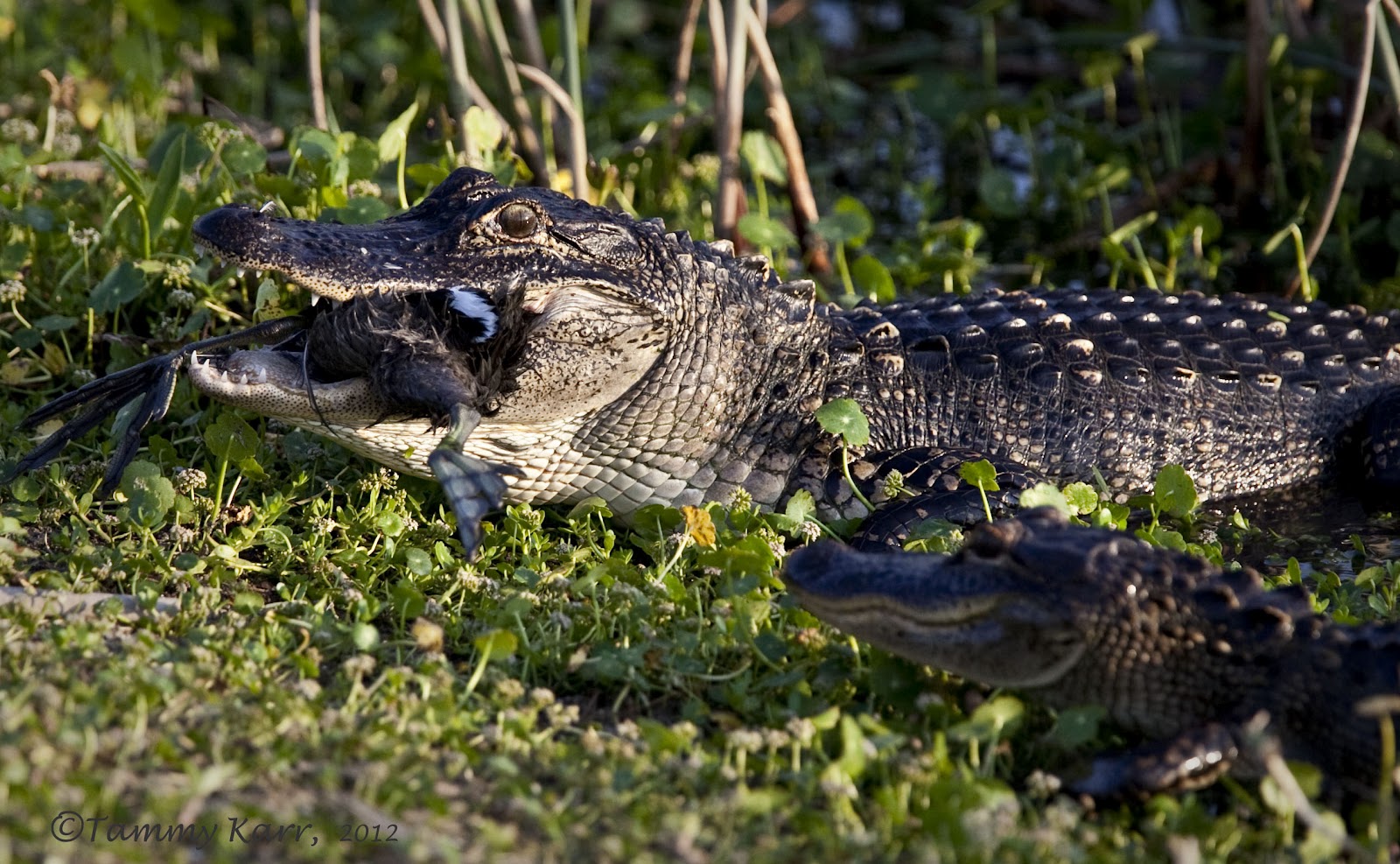 i heart florida birds Life & Death at the Wetlands (contains graphic