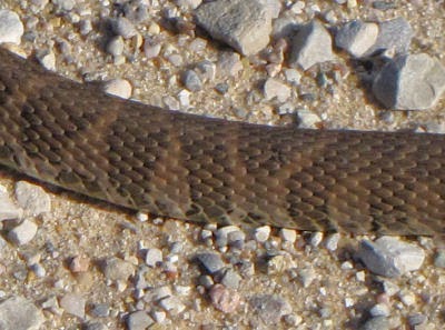 snake pattern