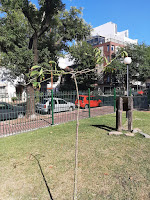 arbol reicnetmente plantado en la plaza