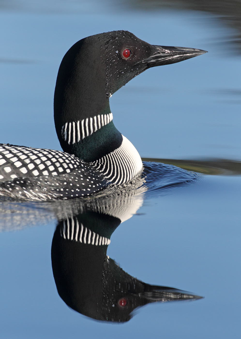 Top Flight Nature Photography: Loons and lots more; Lac le Jeune ...