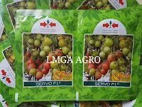 manfaat tomat, menanam tomat, jual benih, lmga agro