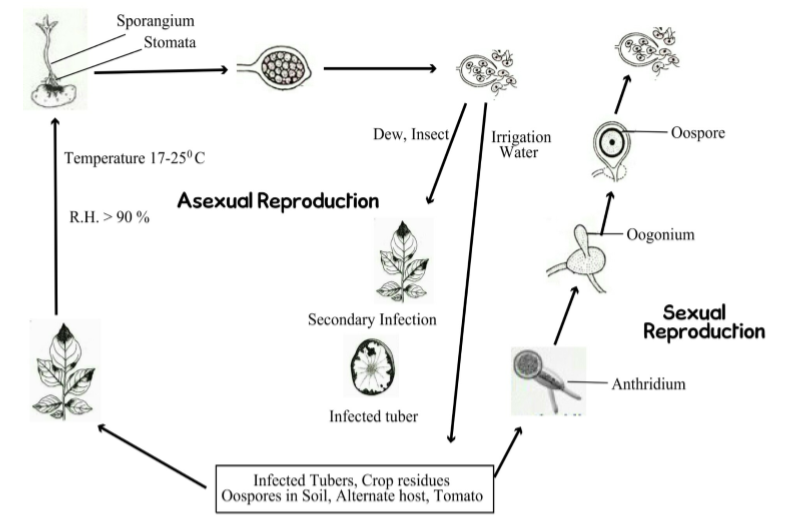 Symptoms and Management of Late Blight of Potato Basic Agricultural Study