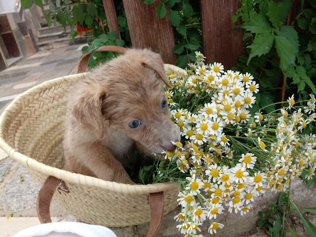 Mascota en cesta de flores naturales margaritas
