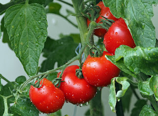 mature tomato in plant