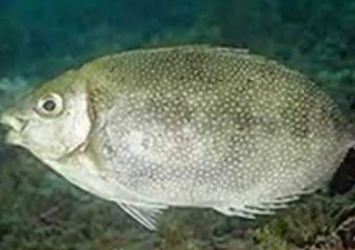  Ikan baronang termasuk famili Siganidae d MENGENAL IKAN BARONANG