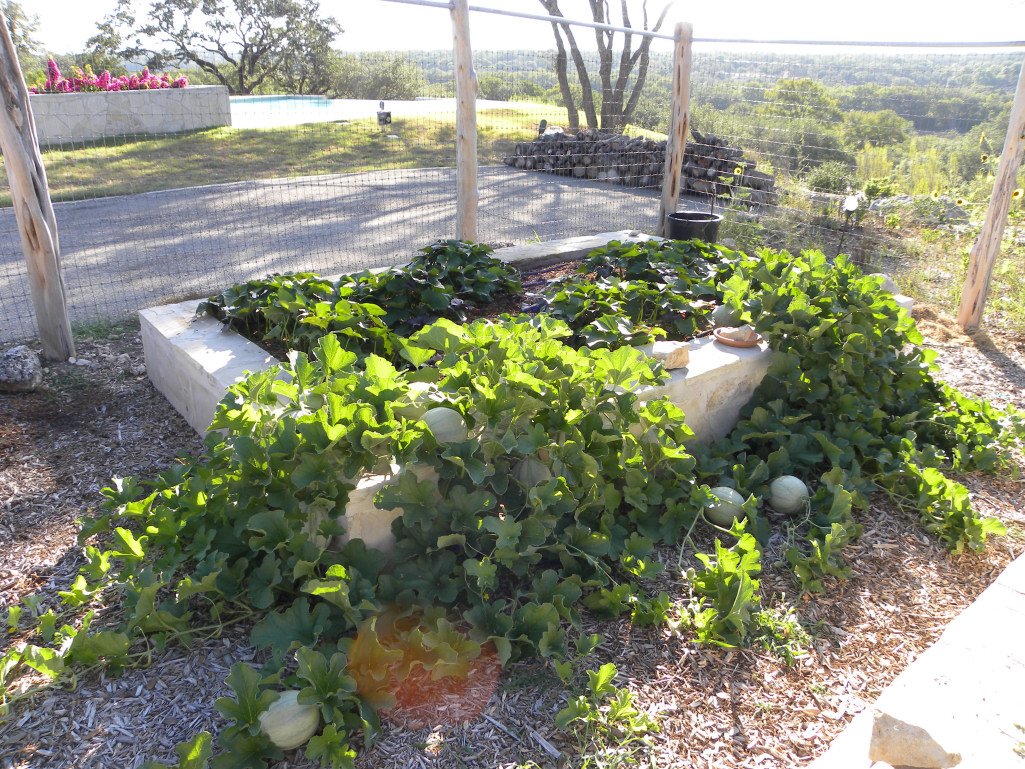 Diane�s Texas Garden Cantaloupe and Sweet Potatoes