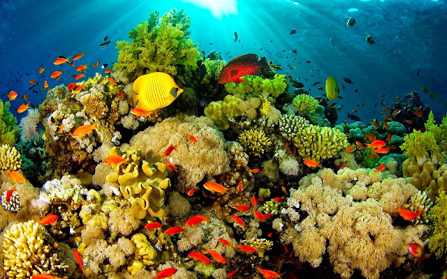 Coral Reef Fish - HD Wallpapers | Earth Blog