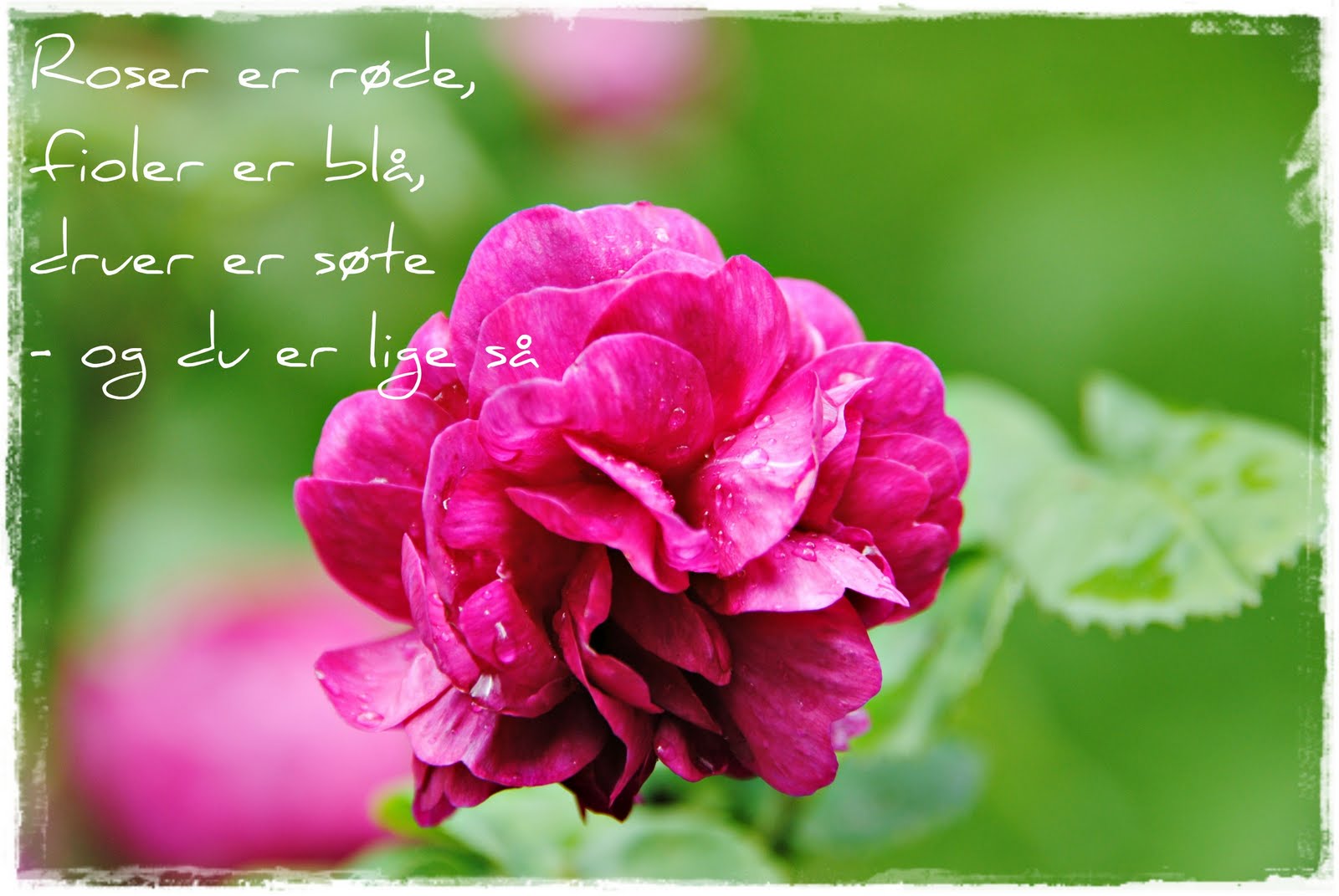 Rosendal Turisthotell: Roser er røde....