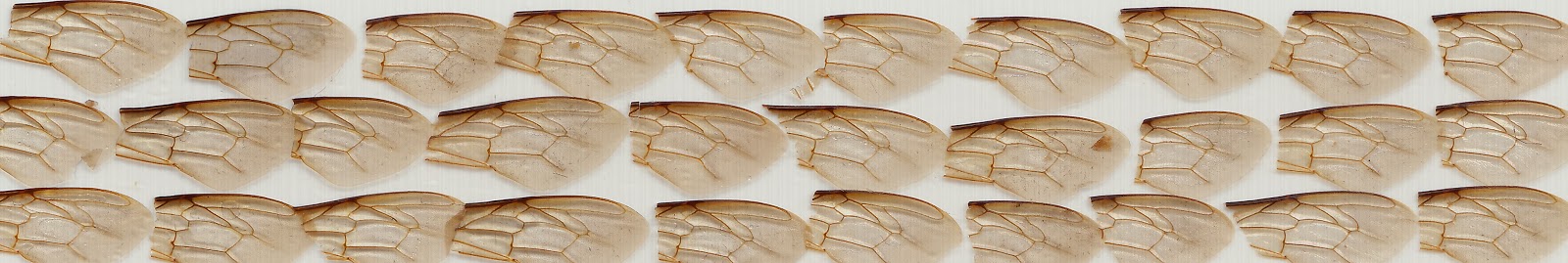 Вароед Инструкция По Применению