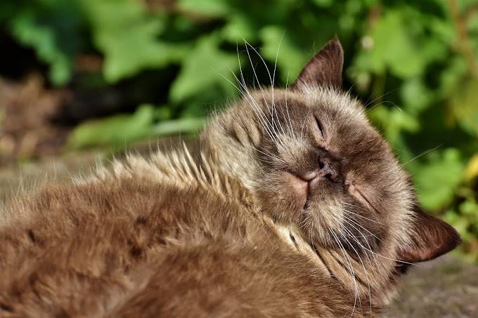 Pourquoi Mon Chaton Tete La Couverture Image maman chat rejette chaton 328694-Pourquoi la maman chat rejette