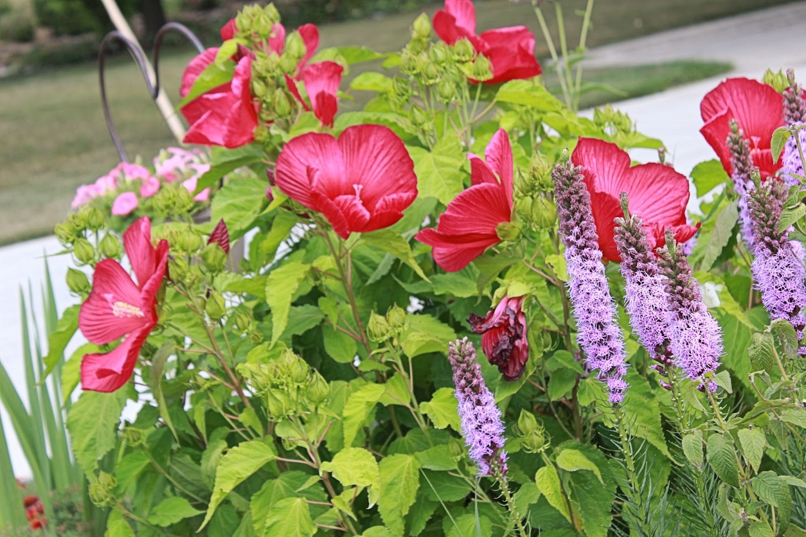 Red Dinner Plate Hibiscus 7 Photos
