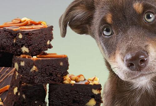 Cách cứu khi chó ngộ độc socola