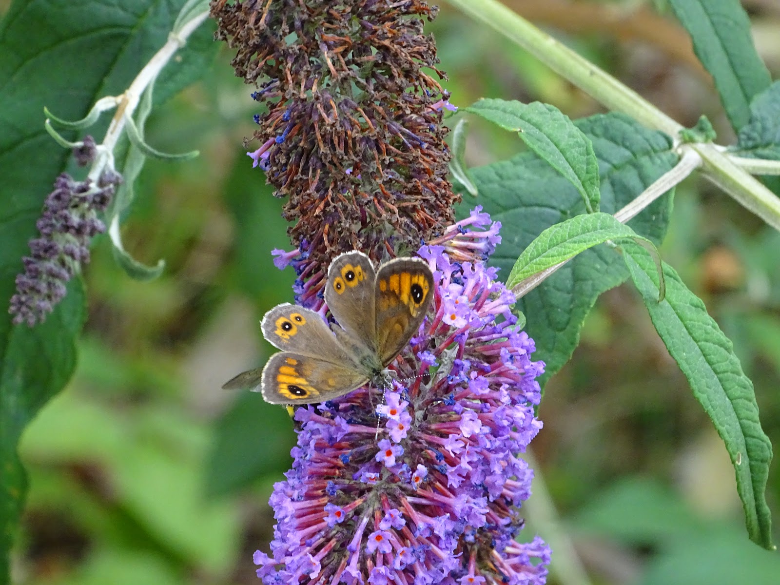 Jaune Vous Avez Dit Jaune