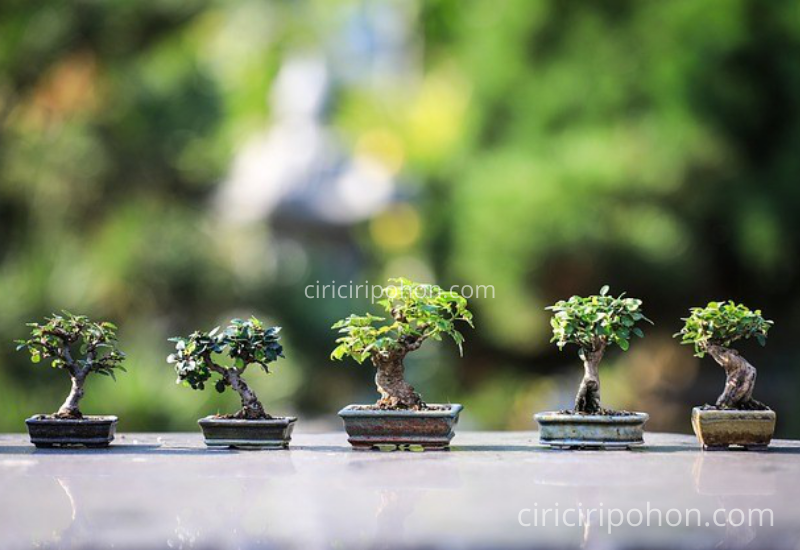 Ciri Ciri Pohon Bonsai