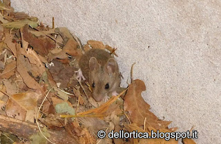 fattoria didattica dell'ortica a Savigno Valsamoggia Bologna in appennino vicinoo Zocca, Bologna welcome, extrabo